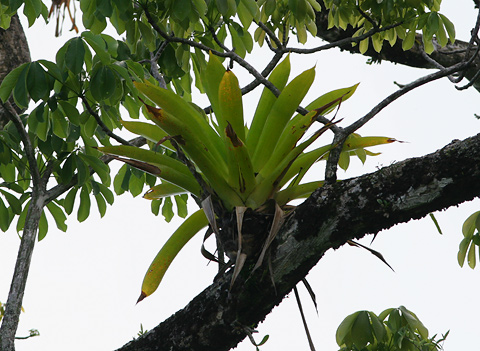 bromeliad.jpg