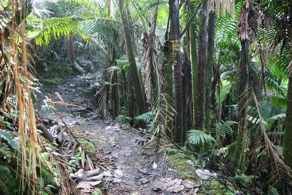 yunque_palm_trail.jpg